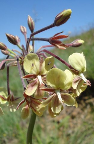 Pelargonium schlechteri buds and calyces